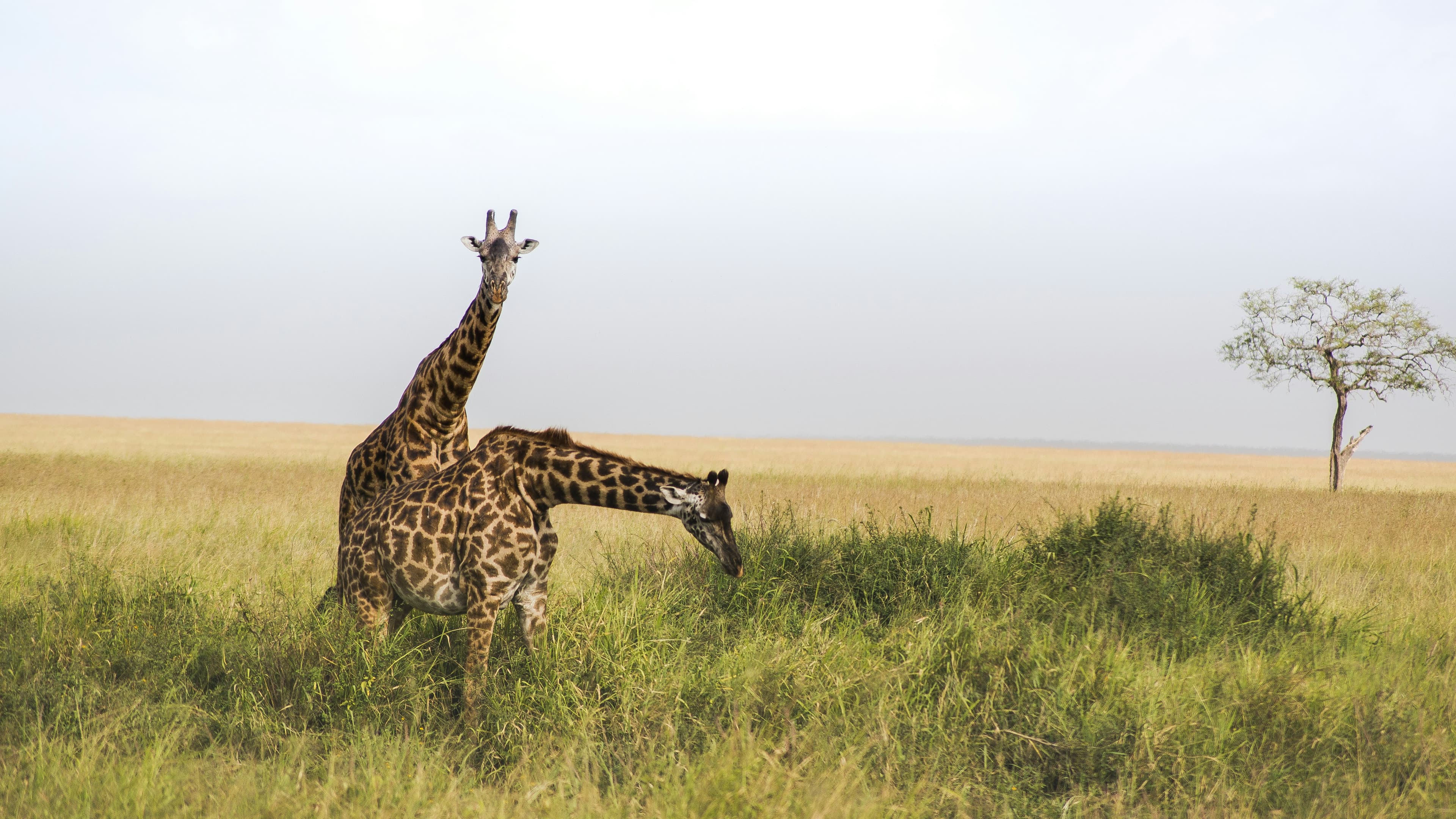 Stunning African safari landscape with wildlife in Tanzania's wilderness
