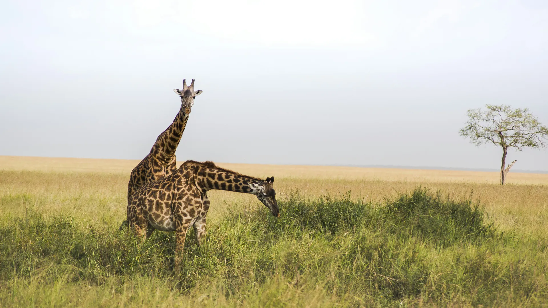 Golden light over the Serengeti plains with acacia trees