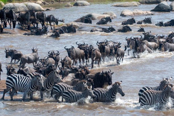 8-Day Great Migration Safari